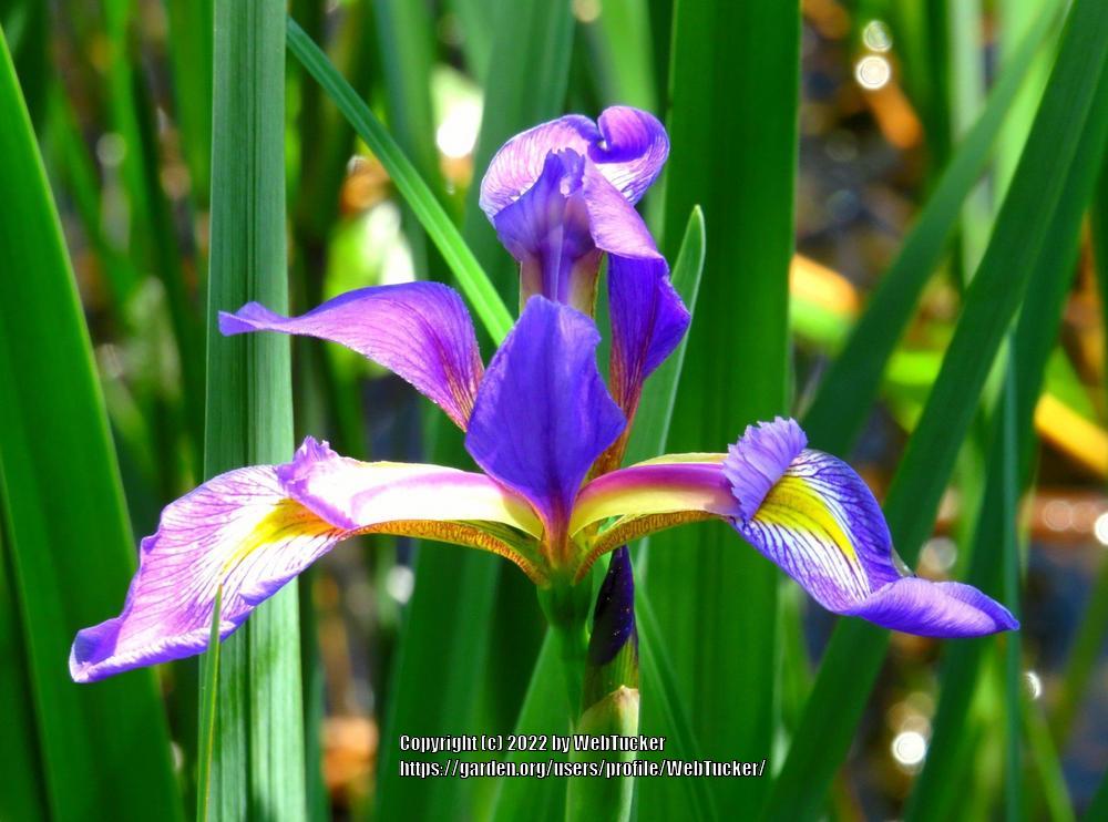 Photo of Species Iris (Iris virginica) uploaded by WebTucker