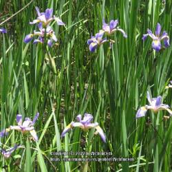Location: Aberdeen, NC Pages Lake park
Date: May 4, 2022
Blue Flag Iris #146; RAB p. 1183,53-2; AG page 513, 113-1; LHB pa