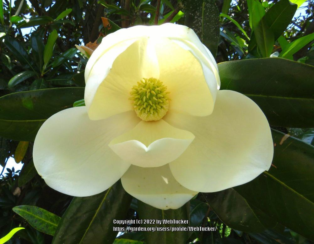 Photo of Southern Magnolia (Magnolia grandiflora) uploaded by WebTucker