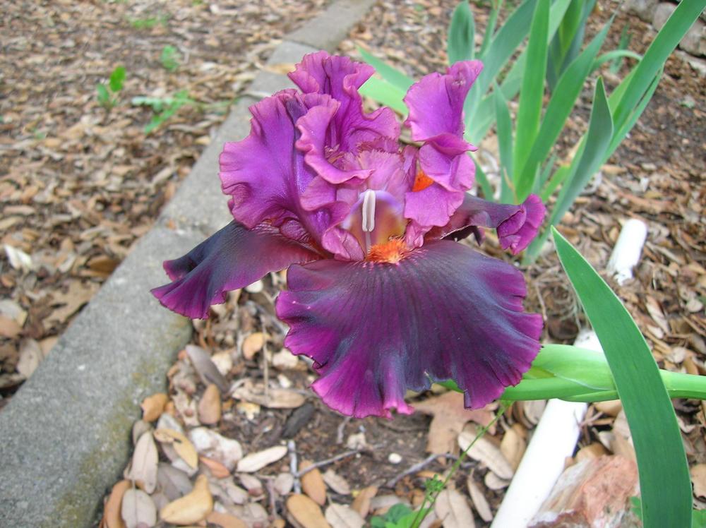 Photo of Tall Bearded Iris (Iris 'Magical Realism') uploaded by glendolyn