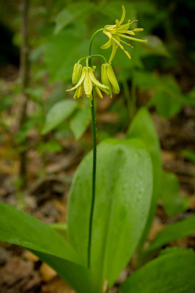 Photo of Bluebead Lily (Clintonia borealis) uploaded by scvirginia