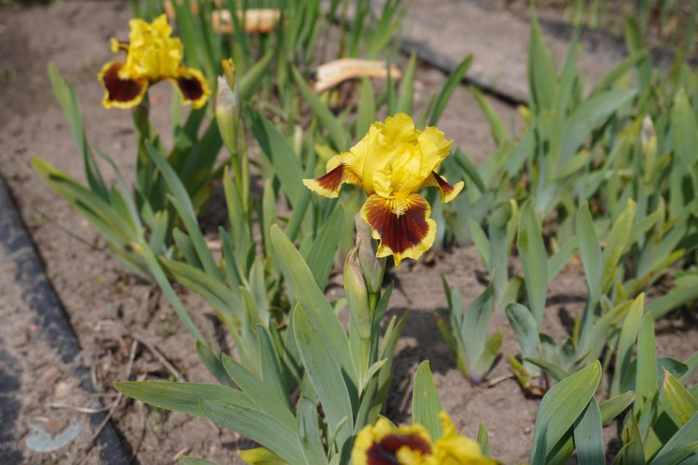 Photo of Standard Dwarf Bearded Iris (Iris 'Ultimate') uploaded by D3LL