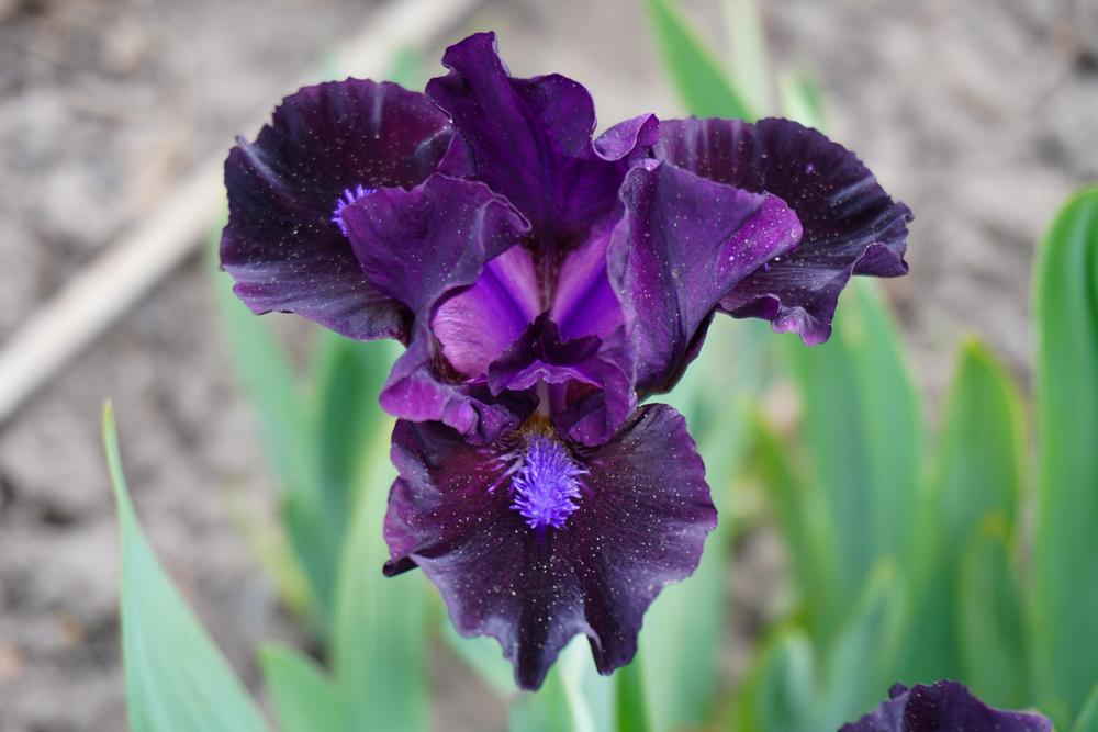 Photo of Standard Dwarf Bearded Iris (Iris 'Panther') uploaded by D3LL