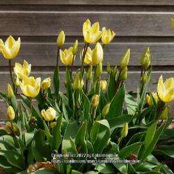 Location: RHS gardens Harlow Carr Harrogate Yorkshire England UK 
Date: 2022-04-30
Tulipa 'Antoinette'