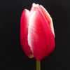 Tulip Leo Visser
