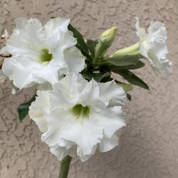 Location: Tampa, Florida
Date: 2022-04-05
My grafted “White Angel” desert rose.