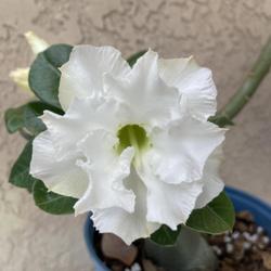 Location: Tampa, Florida
Date: 2022-04-05
More blooms of my grafted “White Angel”.