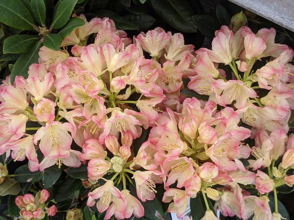 Photo of Rhododendron 'Percy Wiseman' uploaded by Joy