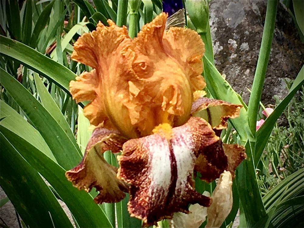Photo of Tall Bearded Iris (Iris 'Kilt Lilt') uploaded by Neela