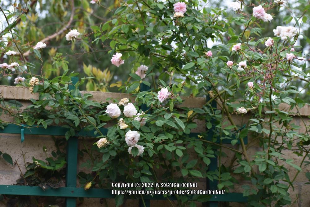 Photo of Climbing Polyantha Rose (Rosa 'Cecile Brunner, Cl.') uploaded by SoCalGardenNut