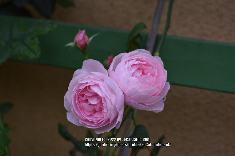 Photo of Rose (Rosa 'Scepter'd Isle') uploaded by SoCalGardenNut