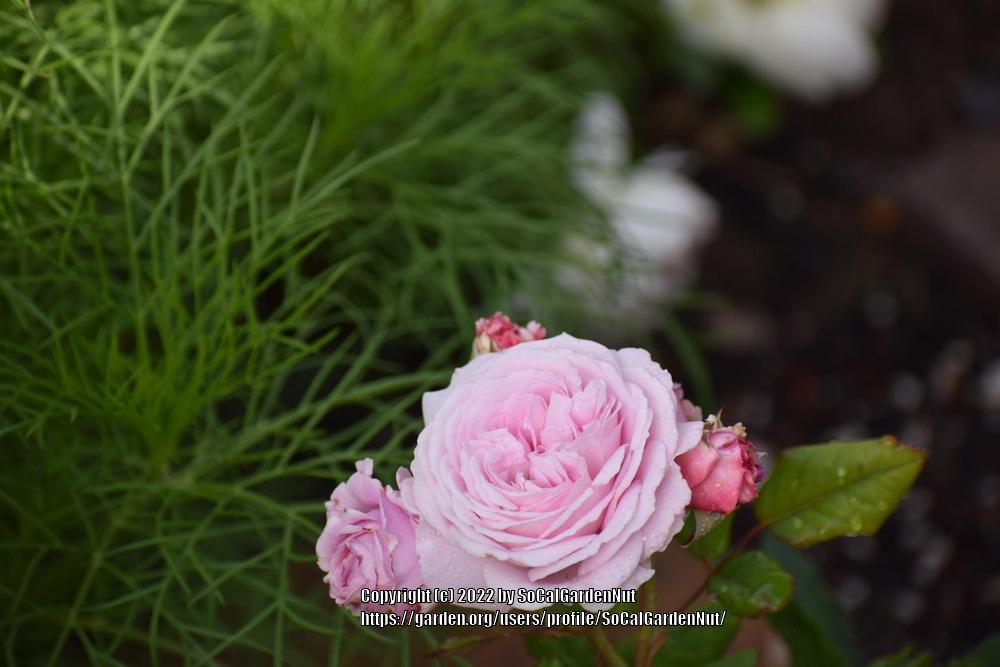 Photo of Rose (Rosa 'Madame de Maintenon') uploaded by SoCalGardenNut