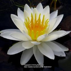 Location: Aberdeen, NC Pages Lake park
Date: May 5, 2022
Water lily #1, RAB page. LHB page 383-4. AG page  451, 6-4-1, "De
