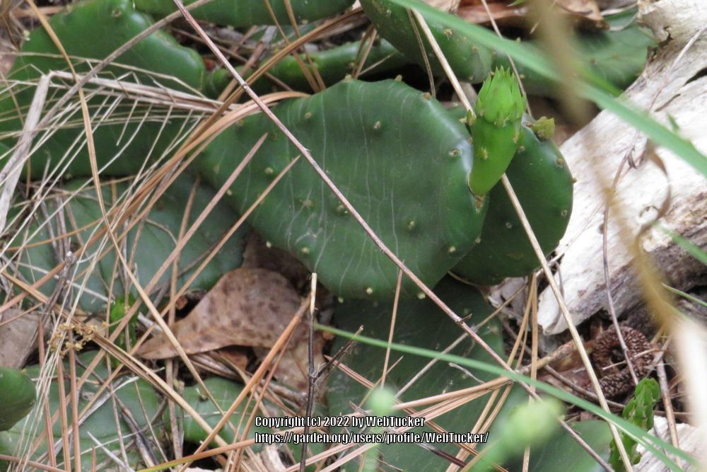 Photo of Eastern Prickly Pear (Opuntia humifusa) uploaded by WebTucker