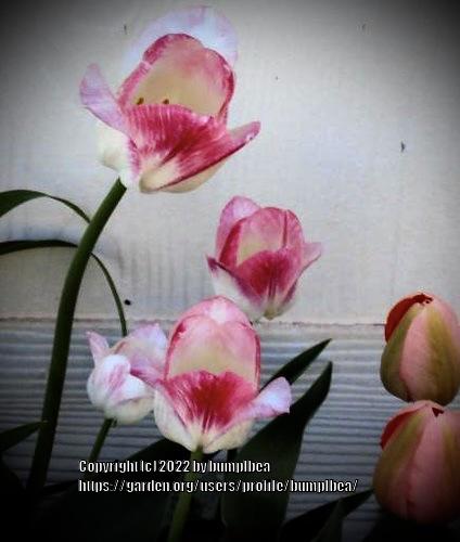 Photo of Tulips (Tulipa) uploaded by bumplbea