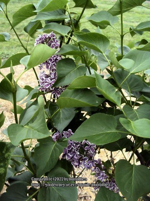 Photo of Common Lilac (Syringa vulgaris 'Sensation') uploaded by bumplbea