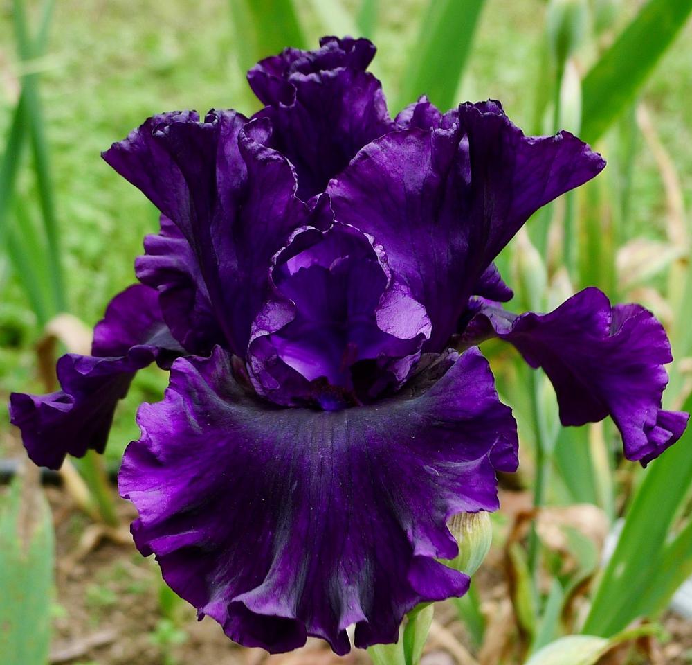 Photo of Tall Bearded Iris (Iris 'Noble Gesture') uploaded by janwax