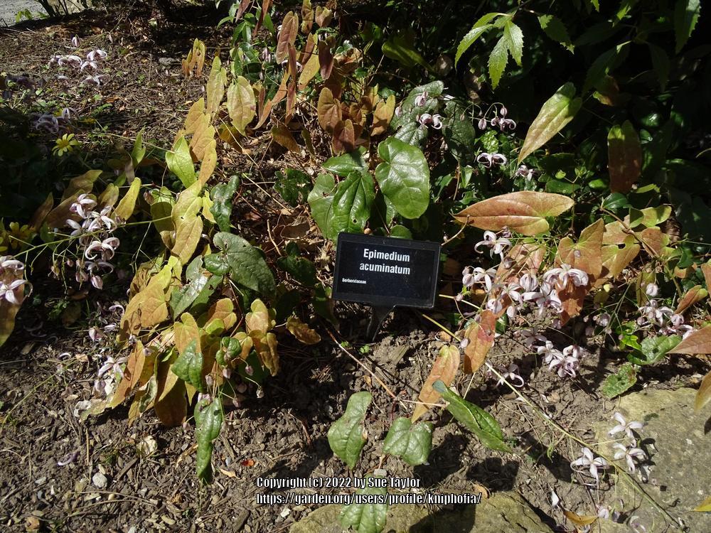 Photo of Chinese Epimedium (Epimedium acuminatum) uploaded by kniphofia