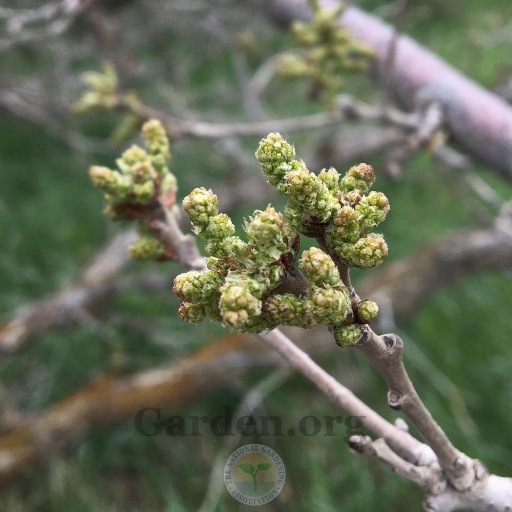 Photo of Gambel Oak (Quercus gambelii) uploaded by BlueOddish