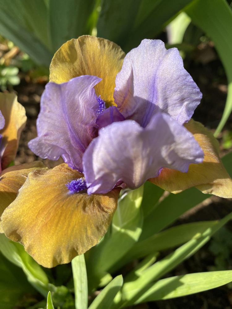 Photo of Standard Dwarf Bearded Iris (Iris 'What Again') uploaded by EdenWhereLifeBegins