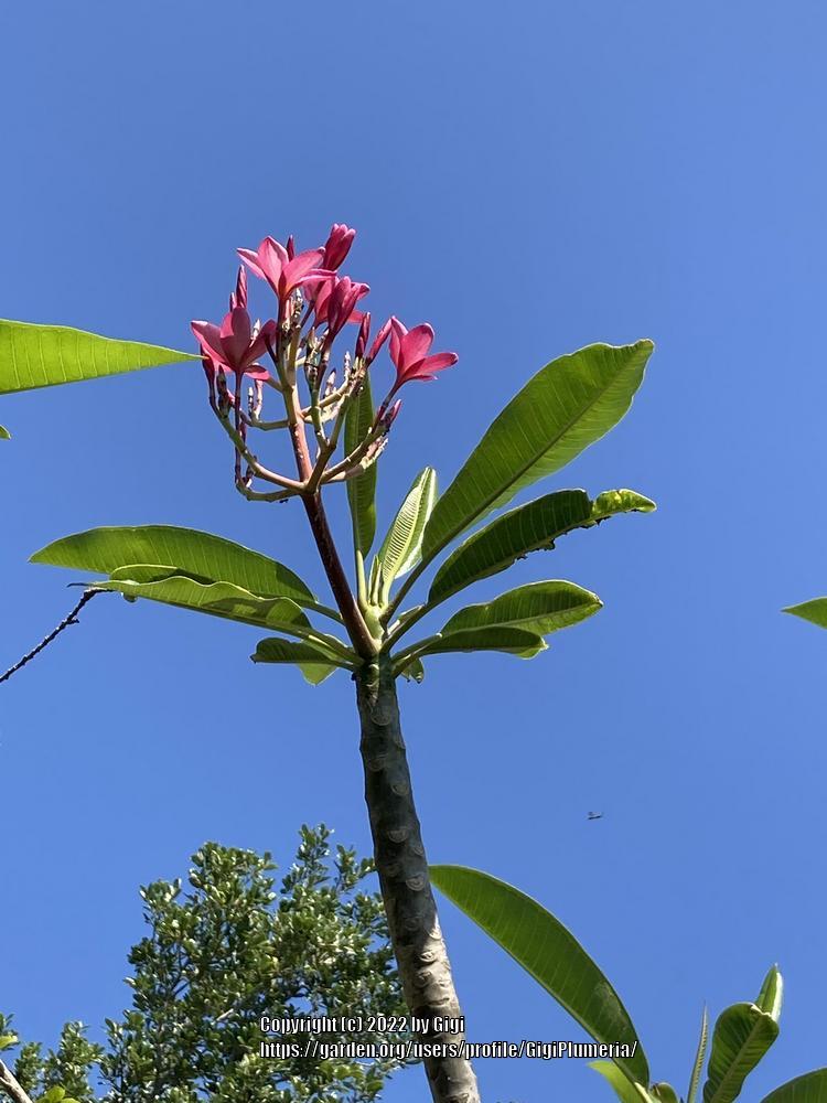 Photo of Plumeria (Plumeria rubra 'Miami Rose') uploaded by GigiPlumeria