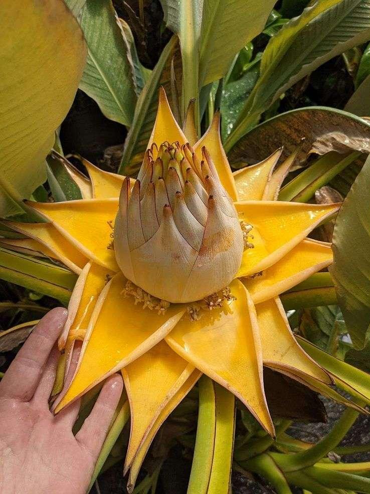Photo of Golden Lotus Banana (Musella lasiocarpa) uploaded by Joy
