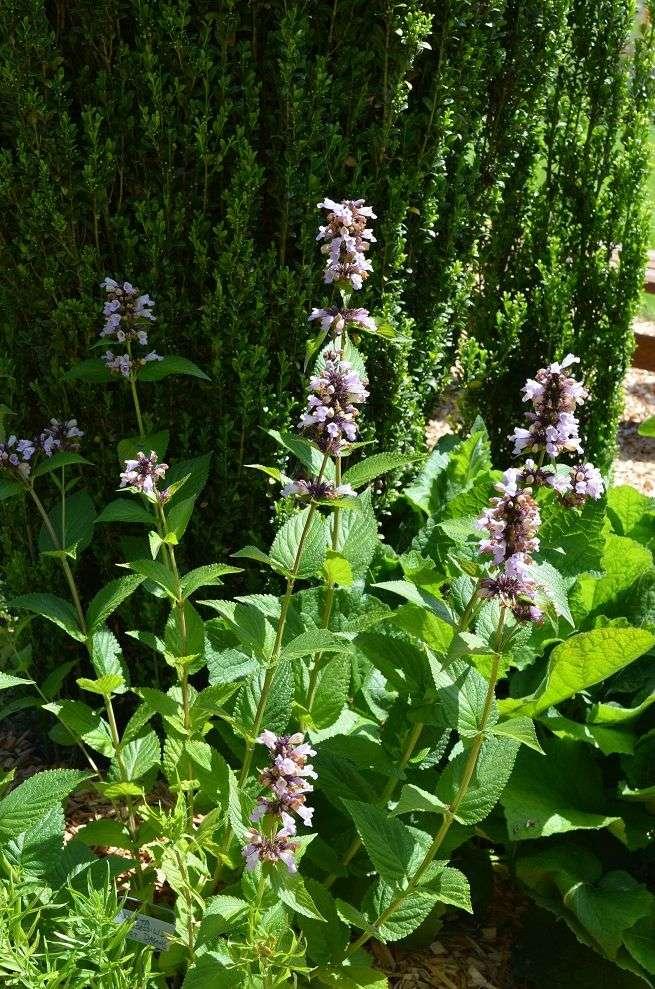 Photo of Catmint (Nepeta subsessilis 'Sweet Dreams') uploaded by Joy