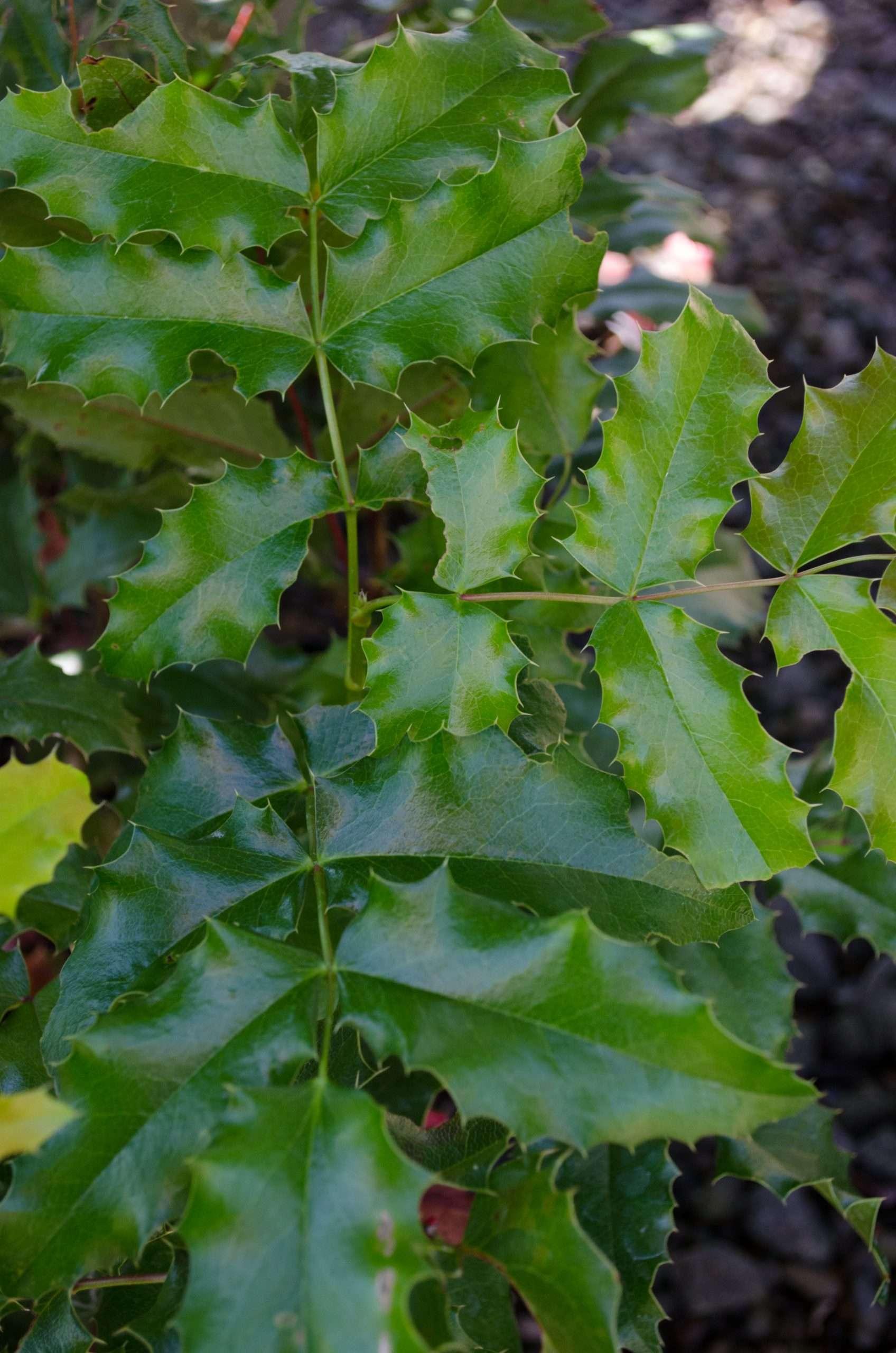 Photo of Oregon Grape (Mahonia aquifolium) uploaded by Joy
