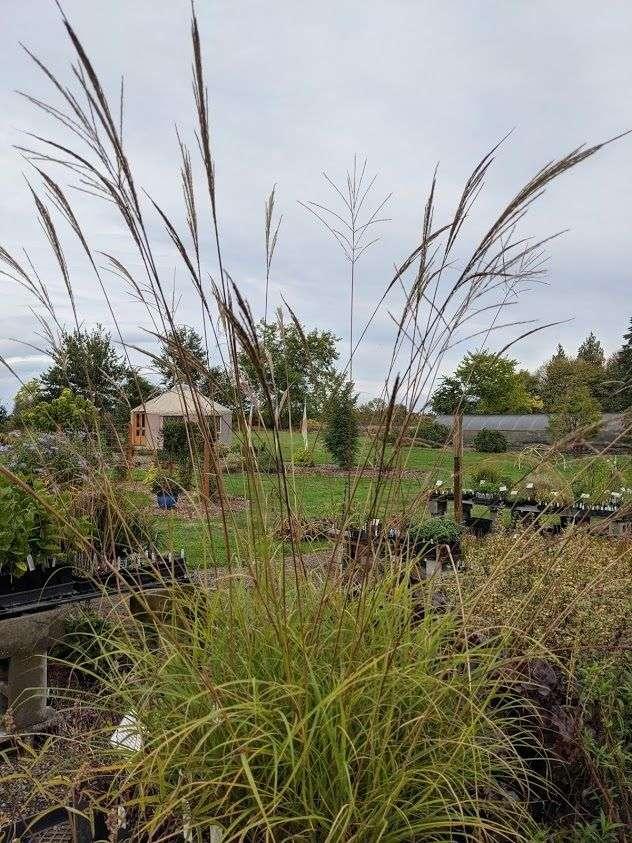 Photo of Maiden Grass (Miscanthus sinensis) uploaded by Joy
