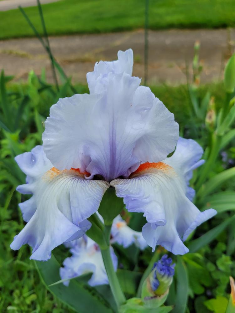 Photo of Tall Bearded Iris (Iris 'Waterline') uploaded by KyDeltaD