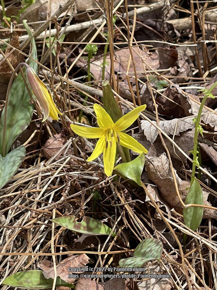 Photo of Trout Lily (Erythronium americanum) uploaded by Paintedtrillium