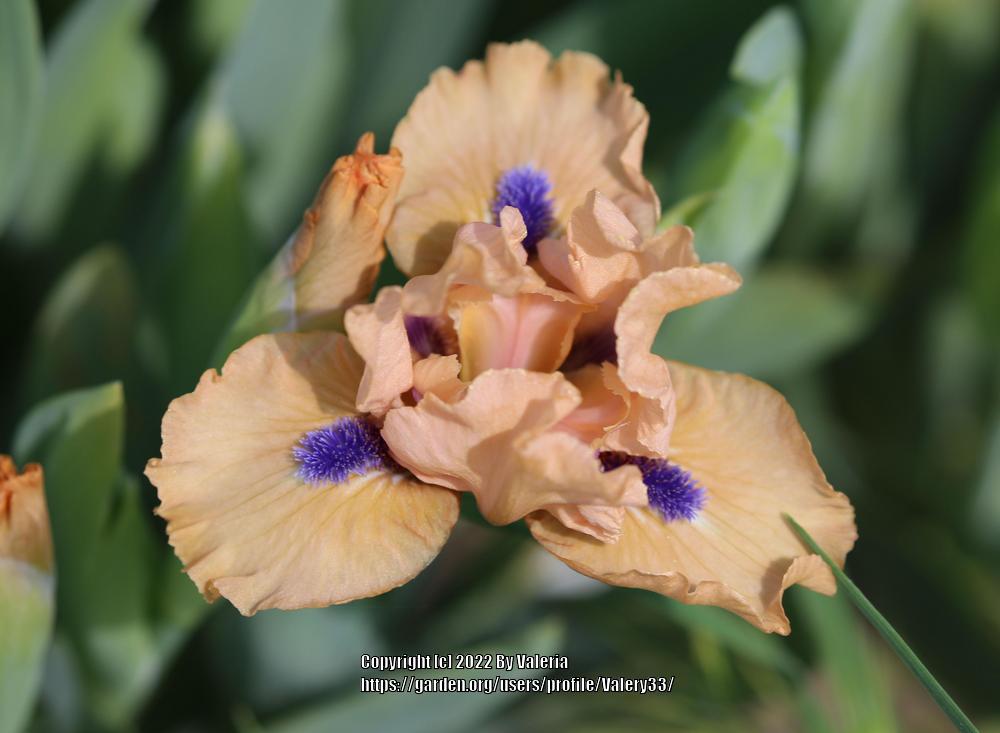 Photo of Standard Dwarf Bearded Iris (Iris 'Decorum') uploaded by Valery33