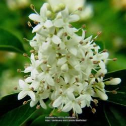 Location: Aberdeen, NC Pages Lake park
Date: May 5, 2022
Chinese privet #152; RAB page 831, 153-5-4; AG page 337, 65-4; LH