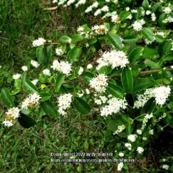 Location: Aberdeen, NC Pages Lake park
Date: May 5, 2022
Chinese privet #152; RAB page 831, 153-5-4; AG page 337, 65-4; LH