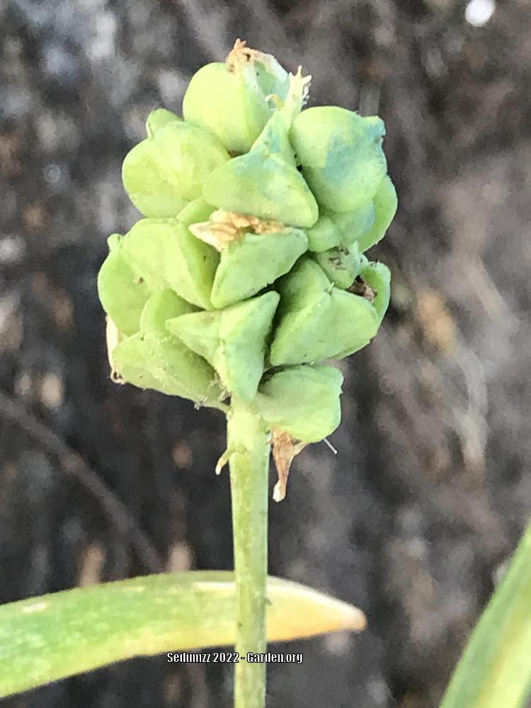 Photo of Grape Hyacinth (Pseudomuscari azureum) uploaded by sedumzz