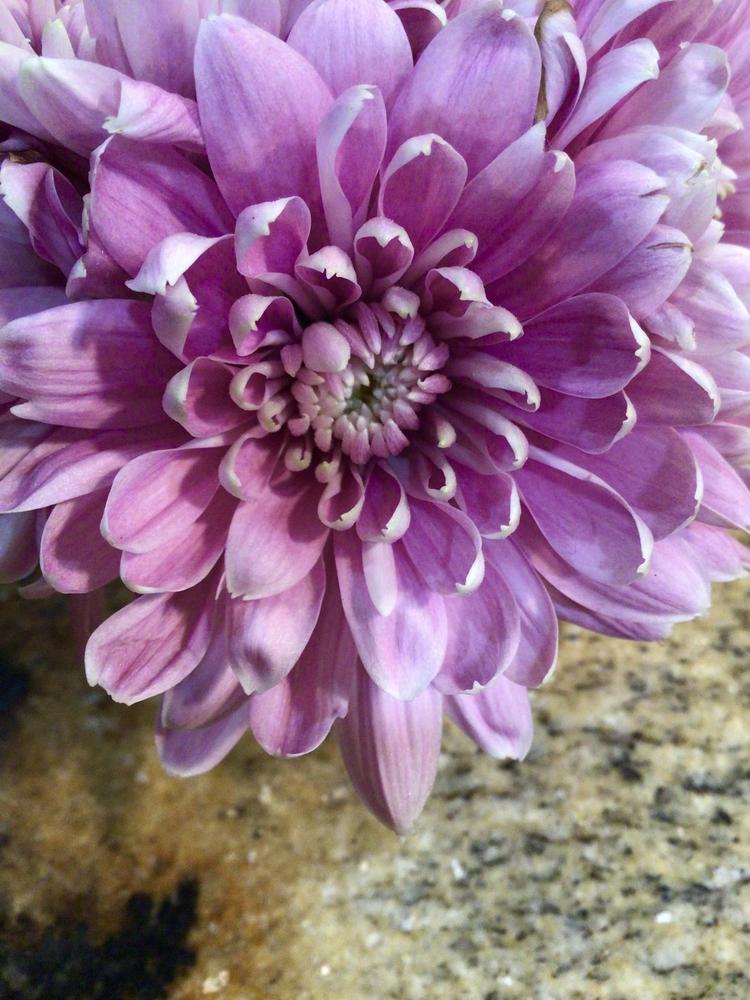 Photo of Chrysanthemum uploaded by Fieldsof_flowers
