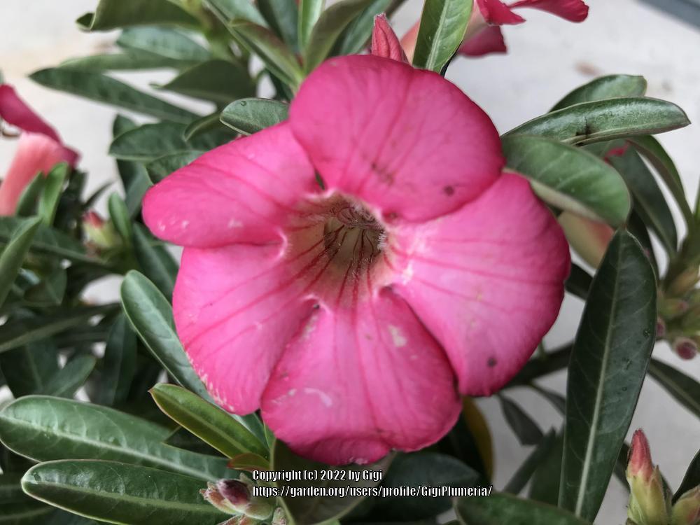 Photo of Desert Rose (Adenium obesum) uploaded by GigiPlumeria