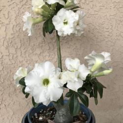 Location: Tampa, Florida
Date: 2022-05-07
Happy Mother’s Day, my grafted, “White Angel” desert rose.