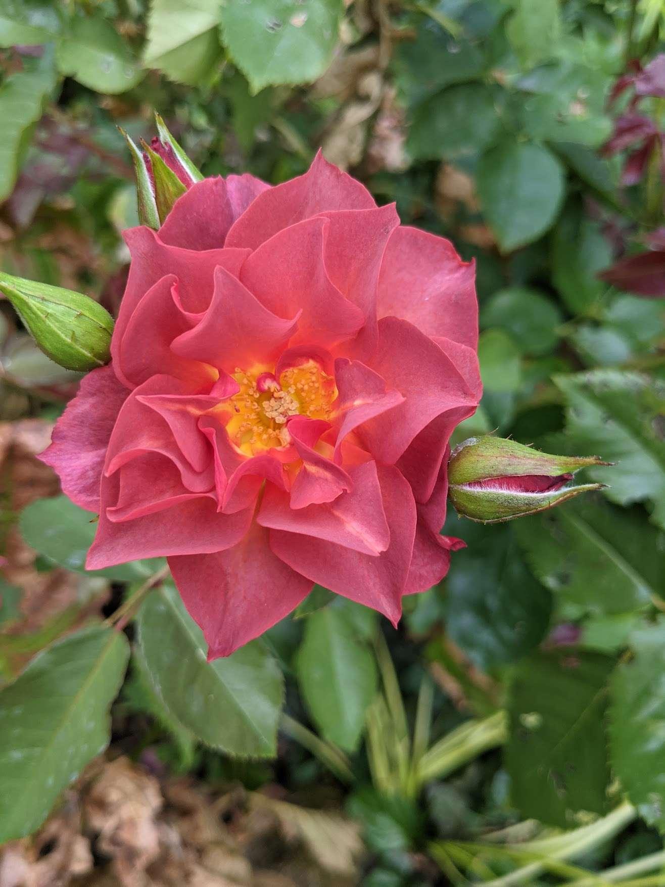 Photo of Floribunda Rose (Rosa 'Cinco de Mayo') uploaded by Joy