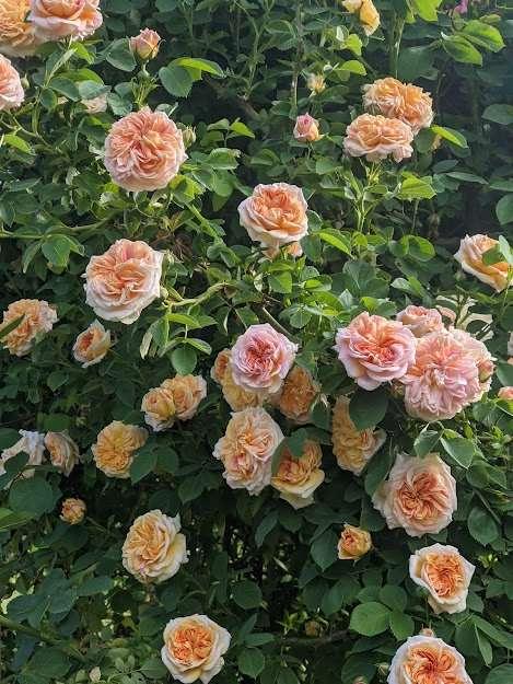 Photo of Rose (Rosa 'Alchymist') uploaded by Joy