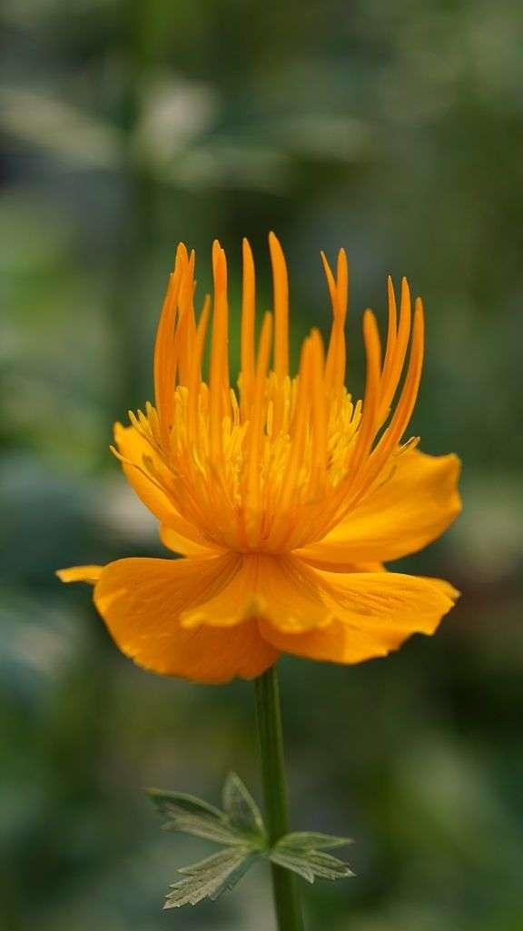 Photo of Chinese Globe Flower (Trollius chinensis 'Golden Queen') uploaded by Joy