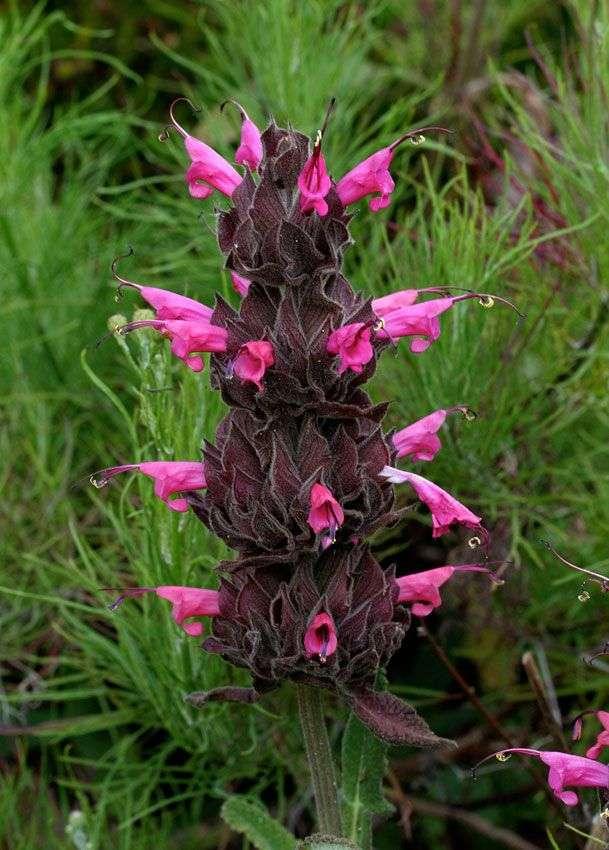 Photo of Crimson Pitcher Sage (Salvia spathacea) uploaded by Joy