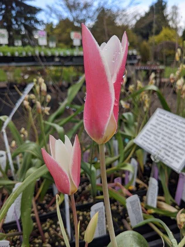 Photo of Lady Tulip (Tulipa clusiana 'Lady Jane') uploaded by Joy
