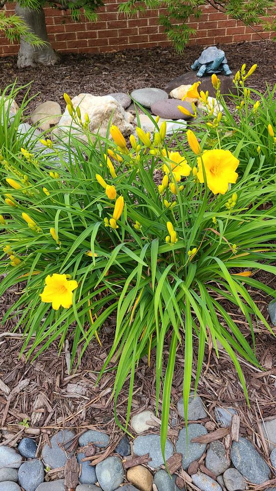 Photo of Daylily (Hemerocallis 'Stella de Oro') uploaded by LoriMT