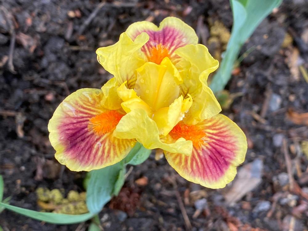 Photo of Standard Dwarf Bearded Iris (Iris 'Zooboomafoo') uploaded by SL_gardener