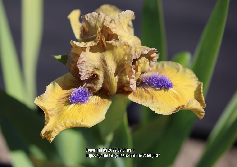 Photo of Standard Dwarf Bearded Iris (Iris 'Aladdin's Flame') uploaded by Valery33