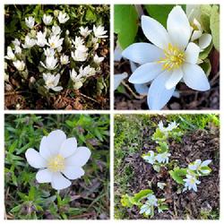 Location: Ann Arbor, Michigan
Date: 2020-04-11
Bloodroot blossoms and plant, Spring ephemeral