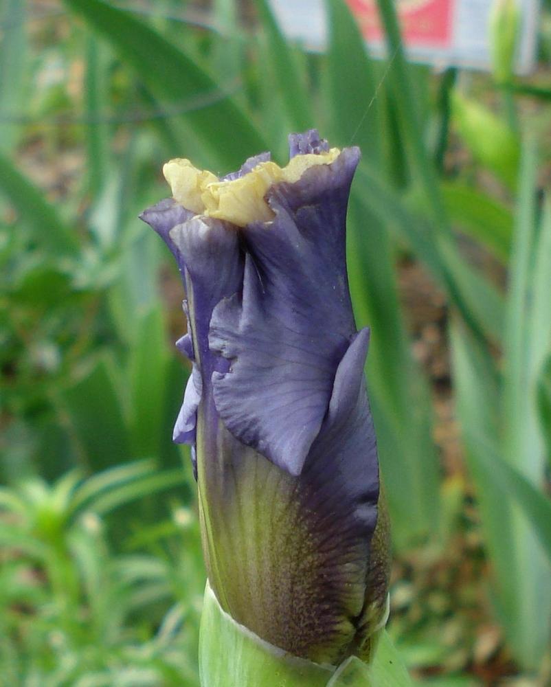 Photo of Tall Bearded Iris (Iris 'All Ashore') uploaded by lovemyhouse
