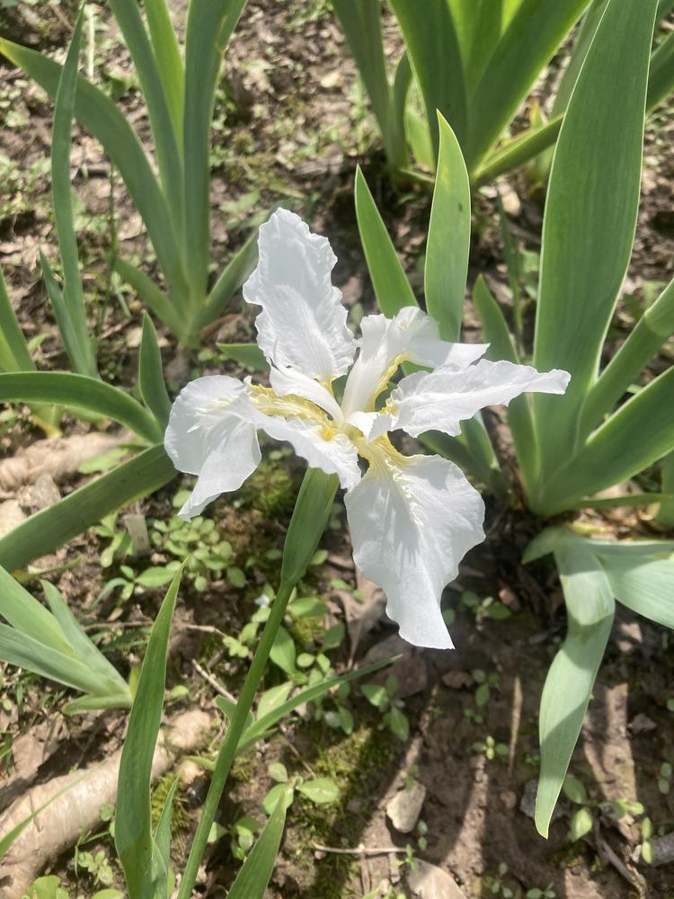 Photo of Species Iris (Iris tectorum 'Alba') uploaded by DonnaKribs