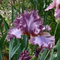 Location: Nocona,Texas zn.7 My gardens
Date: May 1,2022
One of my favorite iris, hard to capture its blue cast